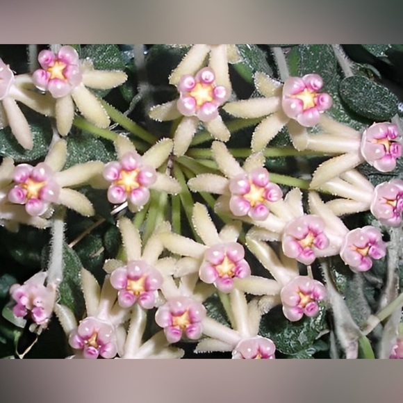 Hoya curtisii - Picture 2 of 2